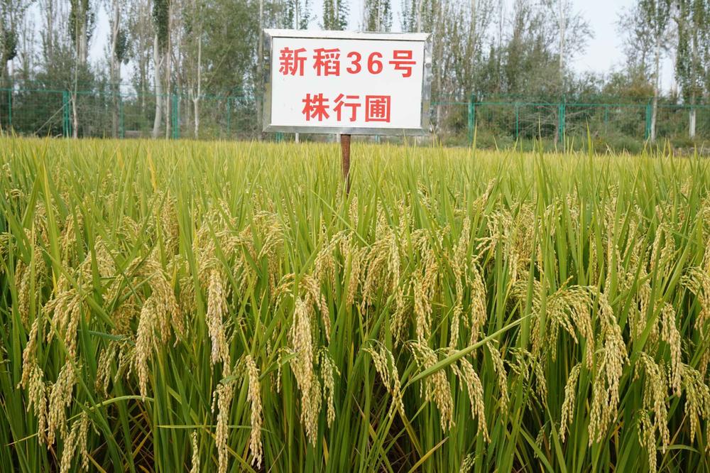 新稻36號1.jpg